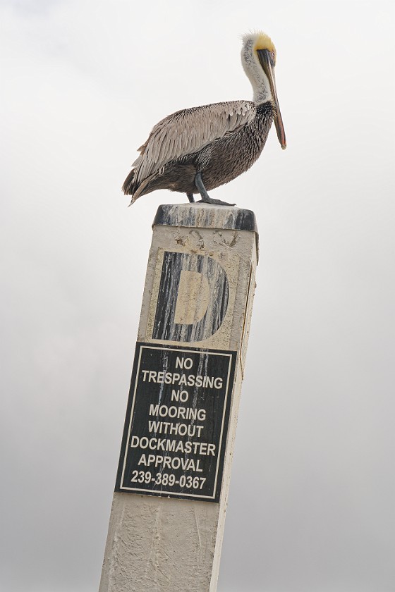 Ten Thousand Islands Tour. Pelican. near Naples. .