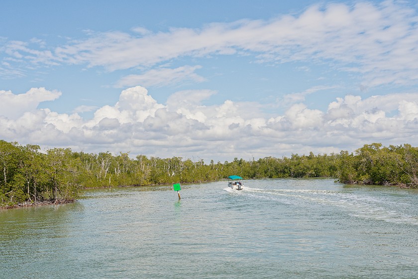 Ten Thousand Islands Tour. Mangroves. near Naples. .