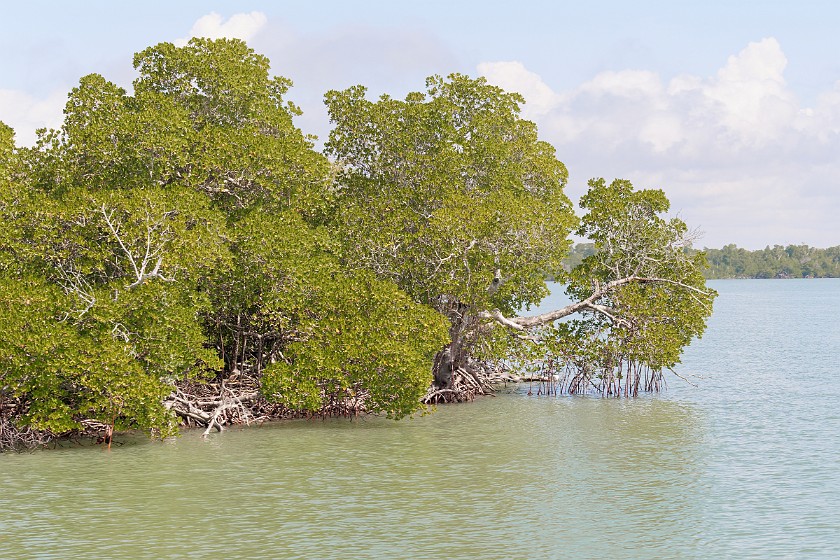 Ten Thousand Islands Tour. Mangroves. near Naples. .