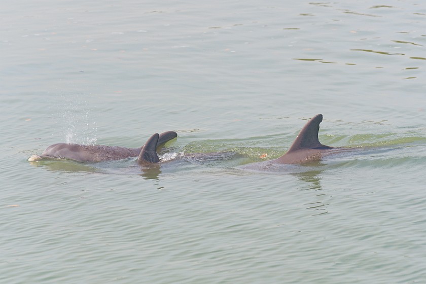 Ten Thousand Islands Tour. Dolphins. near Naples. .