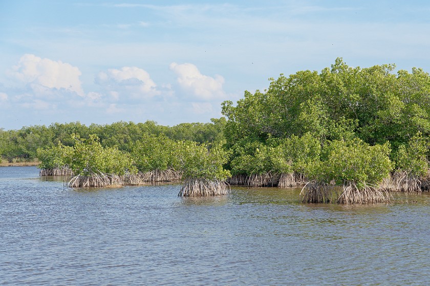Airboat Tour & Zoo. Mangroves. near Everglades City. .