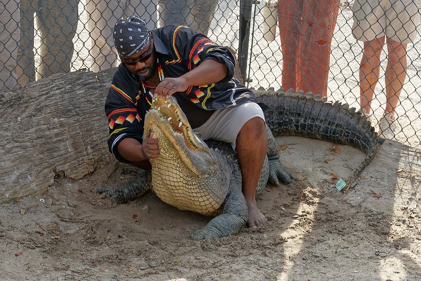 Airboat Tour & Zoo. Alligator show. near Everglades City. .