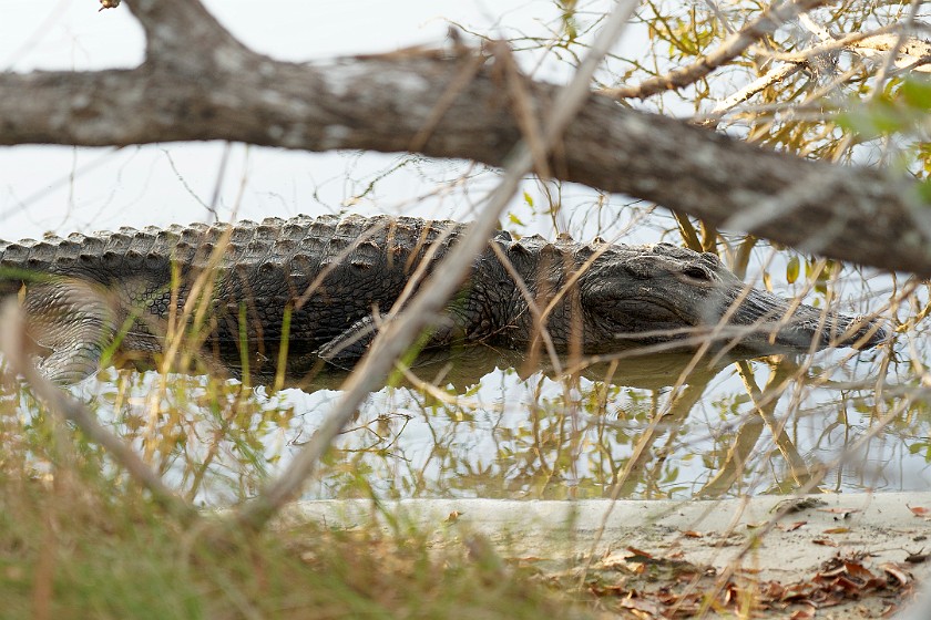 Big Cypress Bend Boardwalk. Alligator. near Everglades City. .