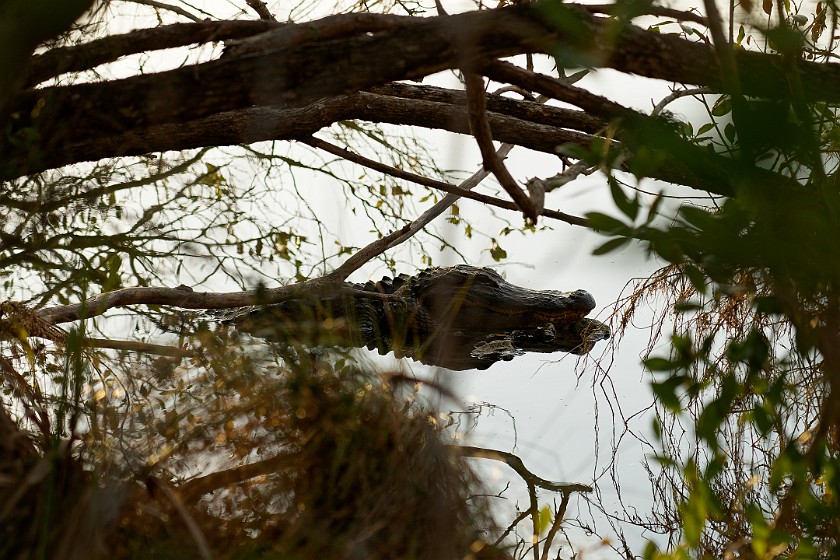 Big Cypress Bend Boardwalk. Alligator. near Everglades City. .