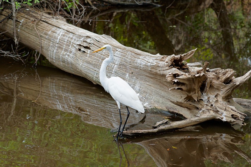 Big Cypress Bend Boardwalk. Heron. near Everglades City. .
