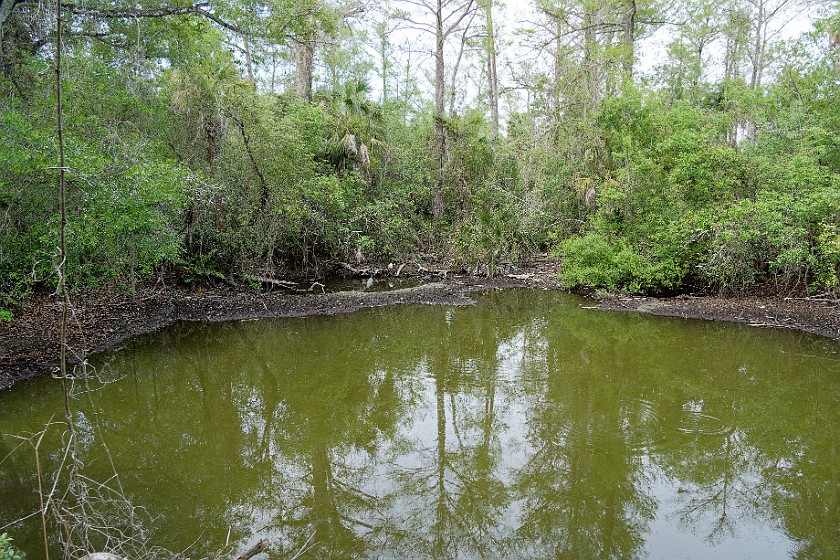 Big Cypress Bend Boardwalk. Pond. near Everglades City. .