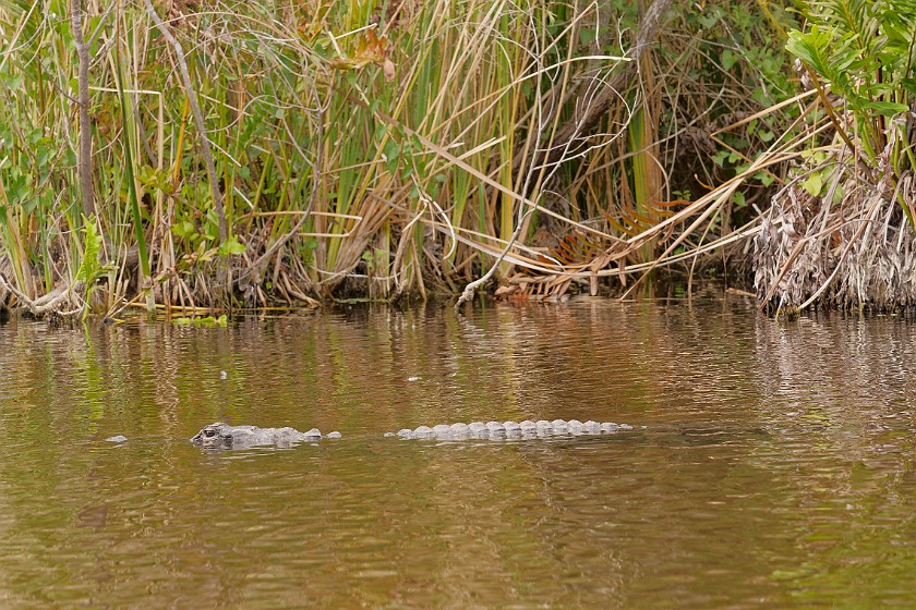 Kayak Tour on the Turner River. Alligator. near Everglades City. .