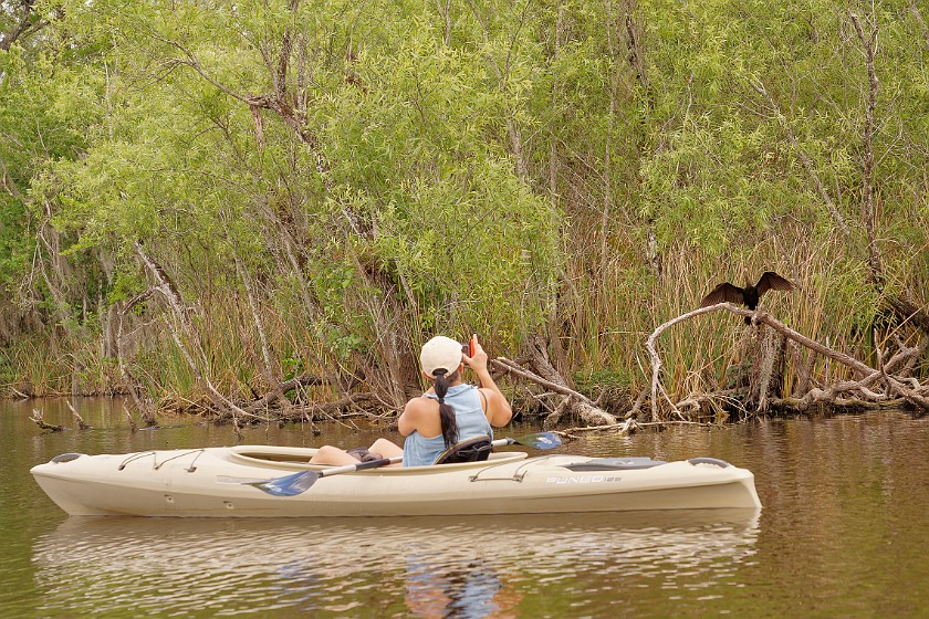 Kayak Tour on the Turner River. Kayaking. near Everglades City. .