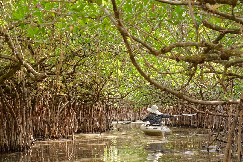 Kayak Tour on the Turner River. Kayaking. near Everglades City. .