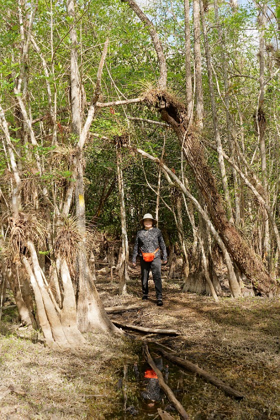 Gator Hook Trail. Hiking. near Ochopee. .