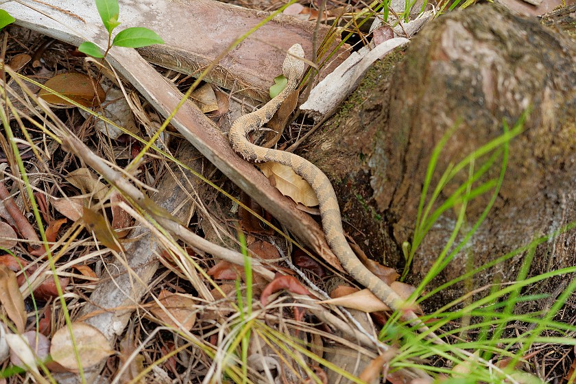 Gator Hook Trail. Snake. near Ochopee. .