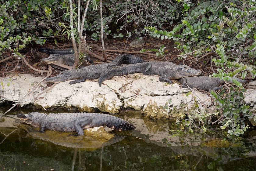 Loop Road Scenic Drive. Alligators. near Ochopee. .