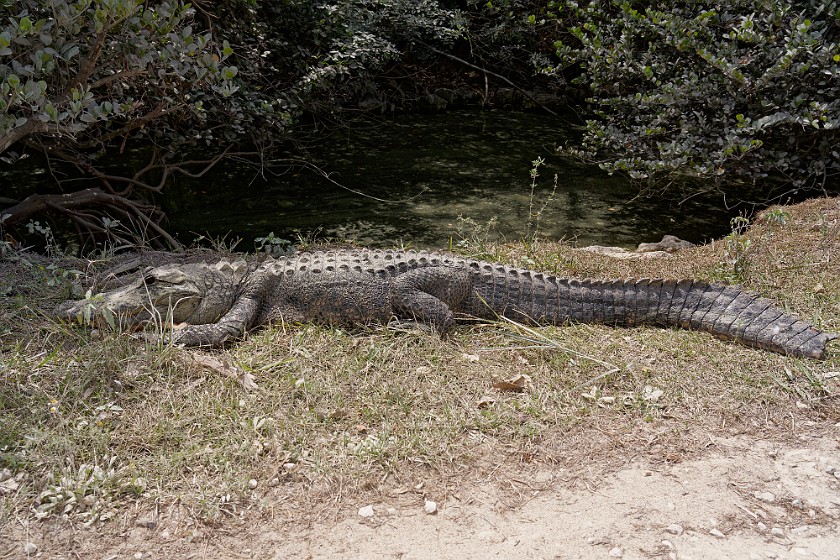 Loop Road Scenic Drive. Alligator. near Ochopee. .