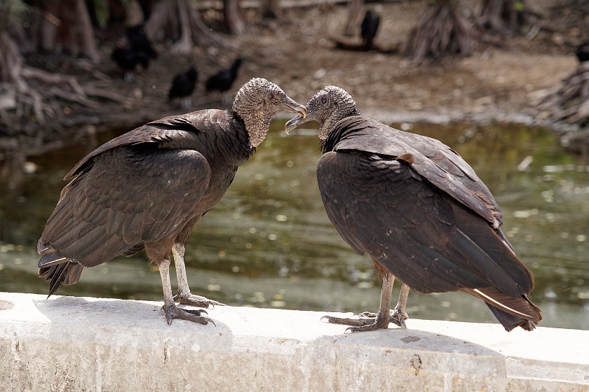 Loop Road Scenic Drive. Vultures. near Ochopee. .
