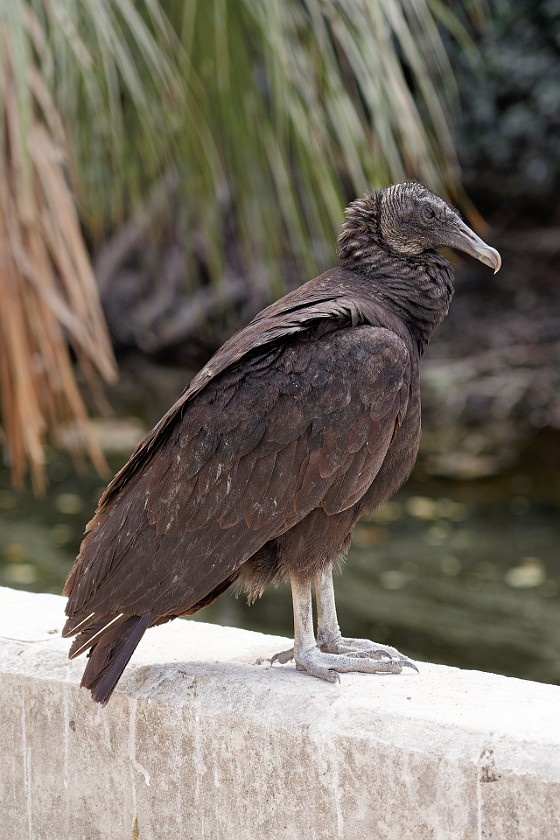 Loop Road Scenic Drive. Vulture. near Ochopee. .