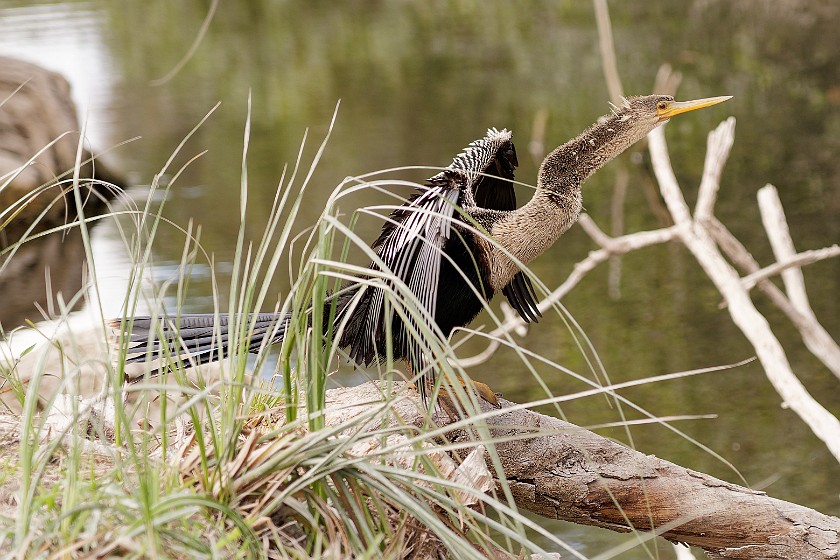Loop Road Scenic Drive. Anhinga. near Ochopee. .