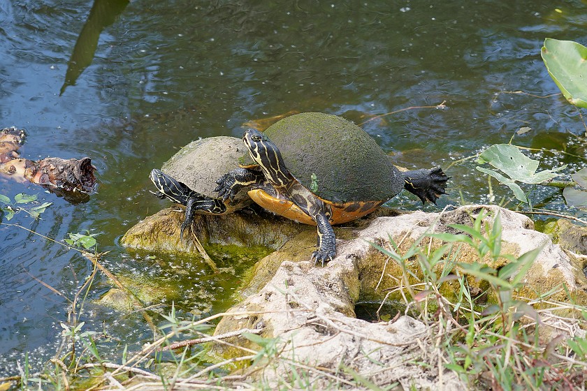 Shark Valley Bicycling Tour. Turtle. near Miami. .