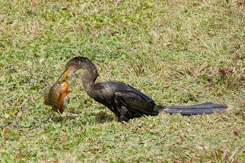 Shark Valley Bicycling Tour. Anhinga. near Miami. .
