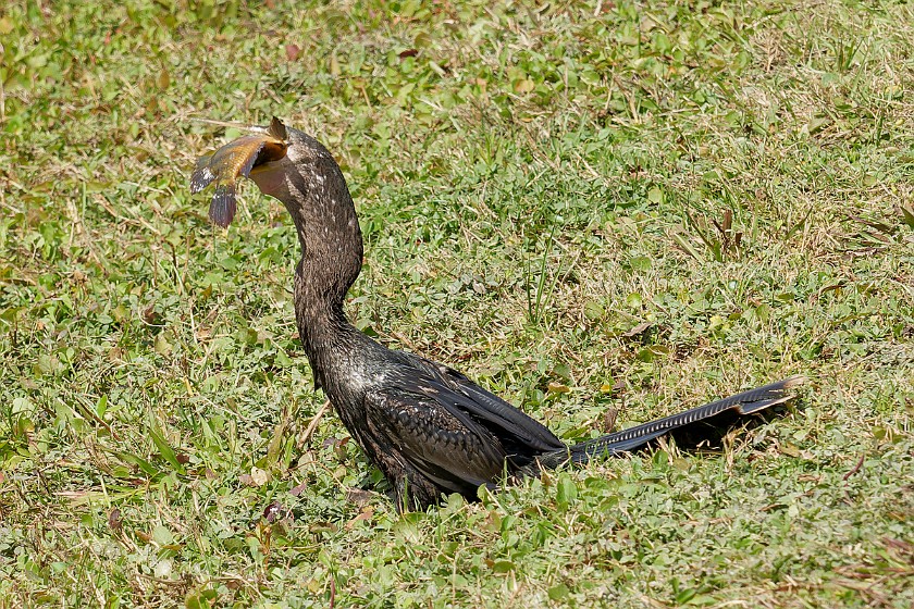 Shark Valley Bicycling Tour. Anhinga. near Miami. .