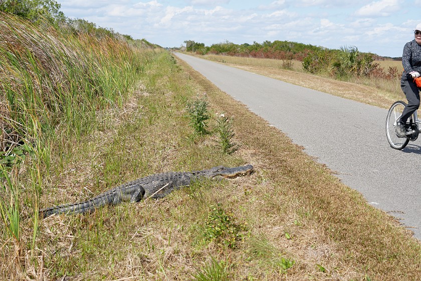 Shark Valley Bicycling Tour. Bicycling in front of an alligator. near Miami. .