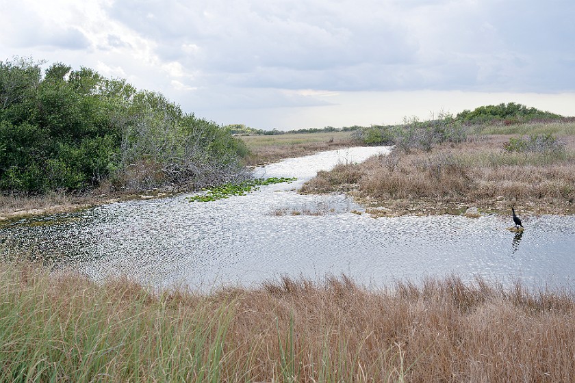 Shark Valley Bicycling Tour. Pond. near Miami. .