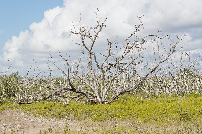 Christian Point Trail. Tree. near Homestead. .