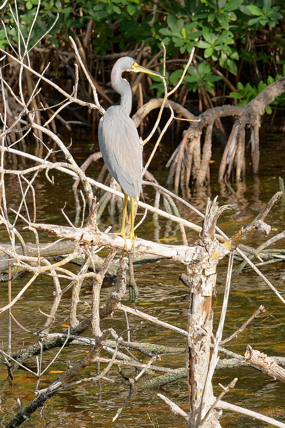 Backcountry Boat Tour. Heron. near Homestead. .