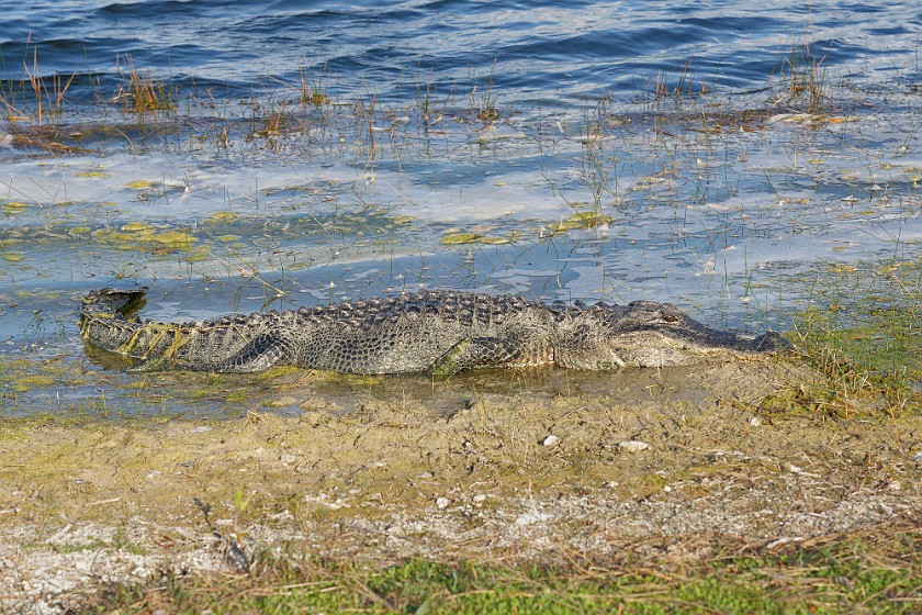 Nine Mile Pond. Alligator. near Homestead. .