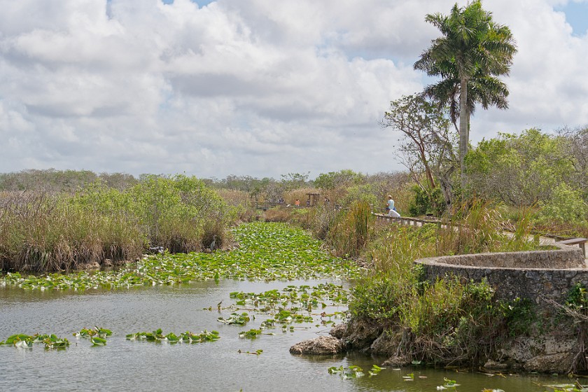 Anhinga Trail. Anhinga pond. near Homestead. .