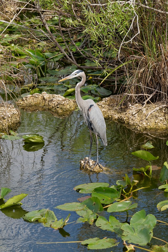 Anhinga Trail. Heron. near Homestead. .