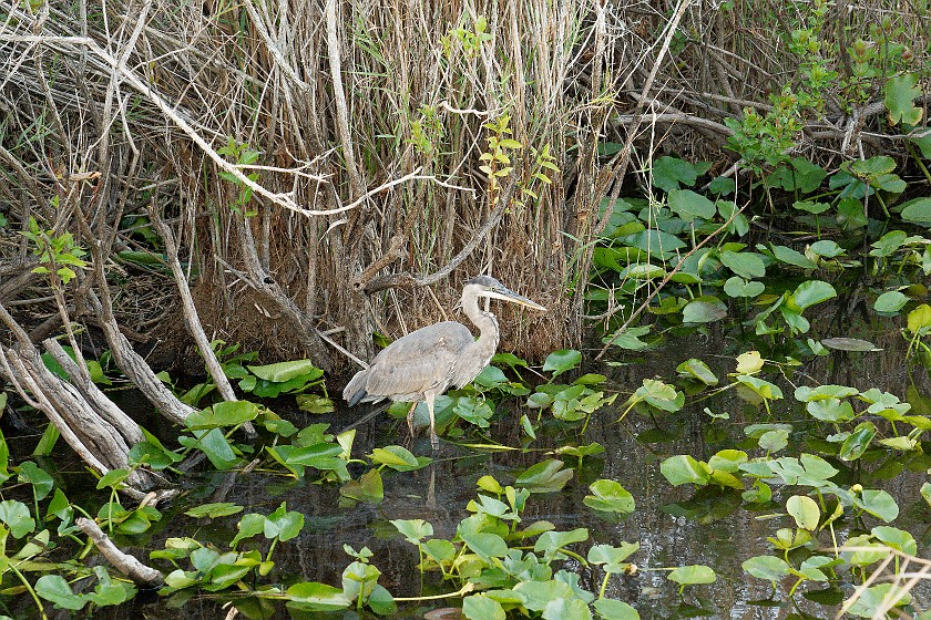 Anhinga Trail. Heron. near Homestead. .