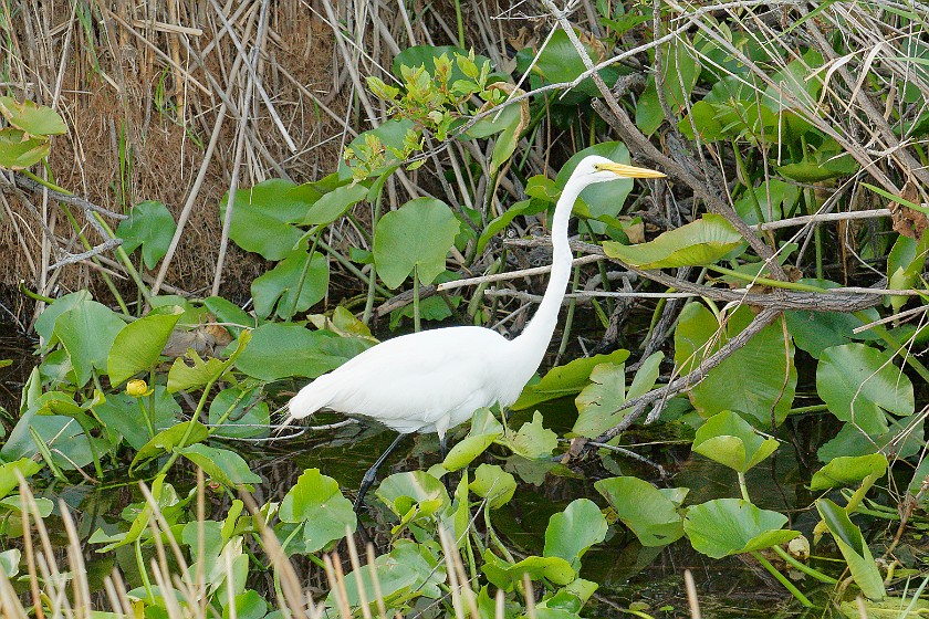Anhinga Trail. Heron. near Homestead. .
