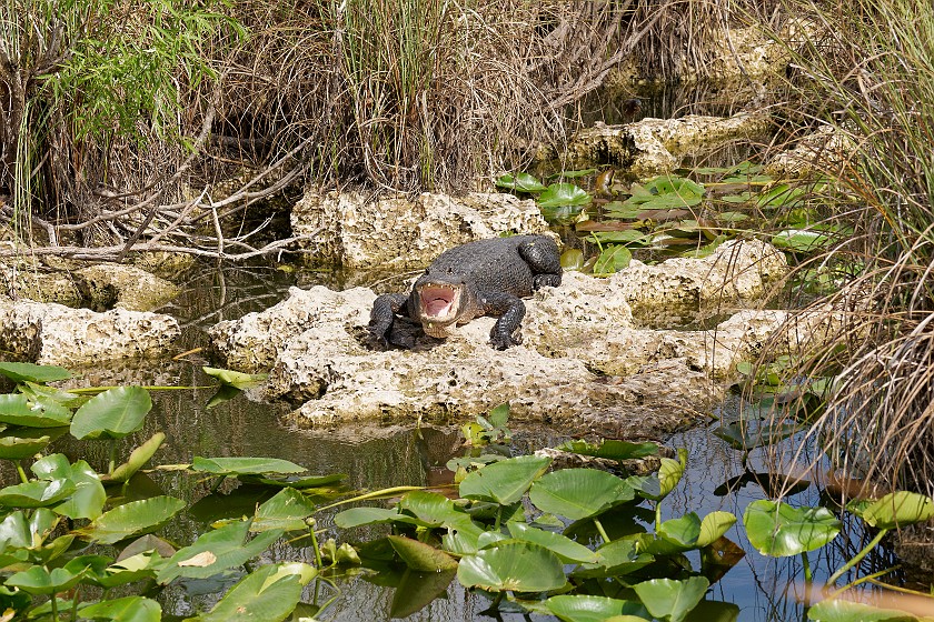 Anhinga Trail. Alligator. near Homestead. .