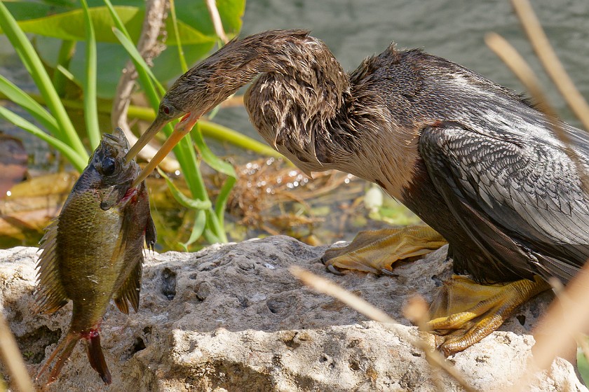 Anhinga Trail. Anhinga. near Homestead. .