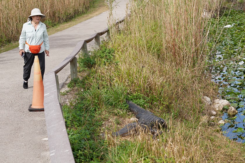 Anhinga Trail. Allogator near the trail. near Homestead. .