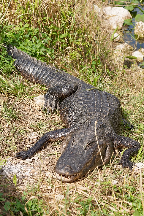 Anhinga Trail. Alligator. near Homestead. .