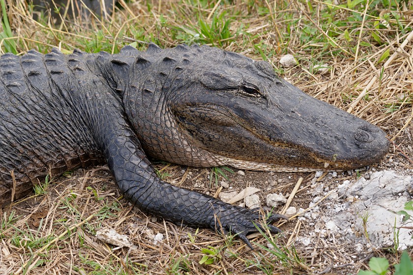 Anhinga Trail. Alligator. near Homestead. .