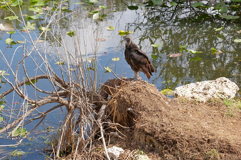 Anhinga Trail. Vulture. near Homestead. .