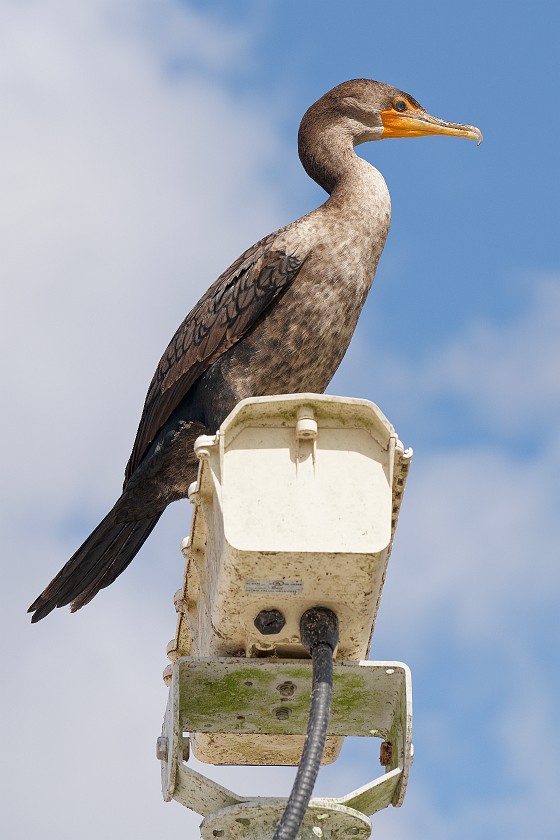 Anhinga Trail. Bird on camera. near Homestead. .