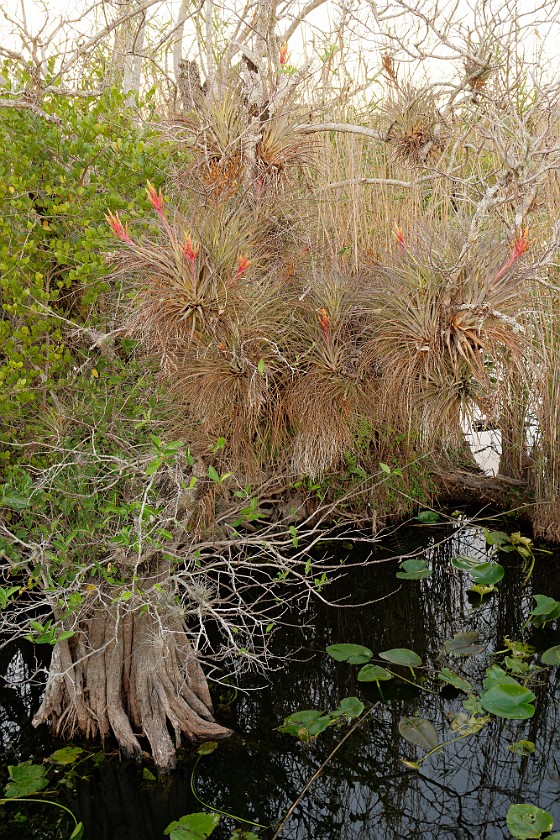 Anhinga Trail. Mangroves. near Homestead. .
