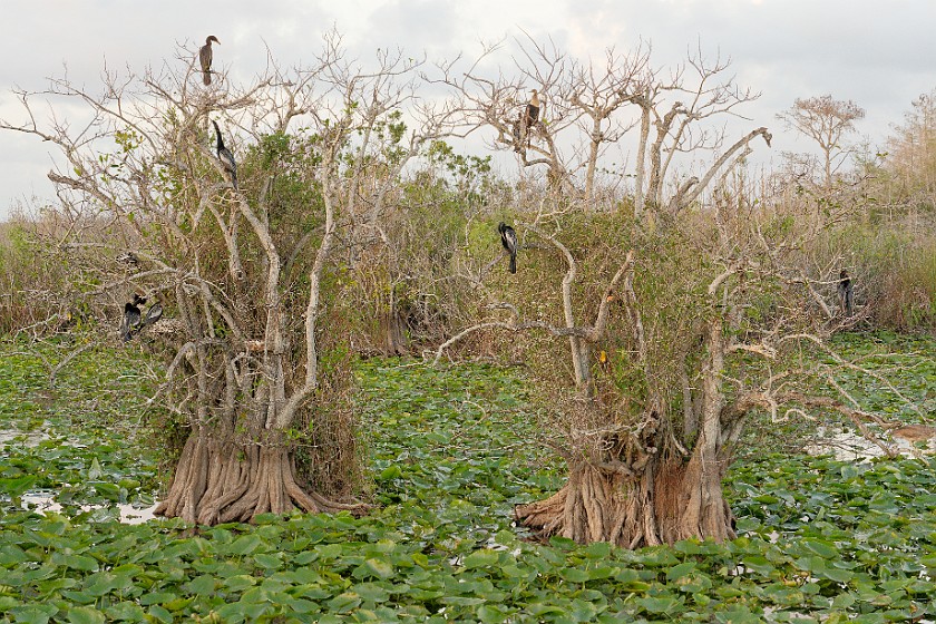 Anhinga Trail. Trees with birds in pond. near Homestead. .