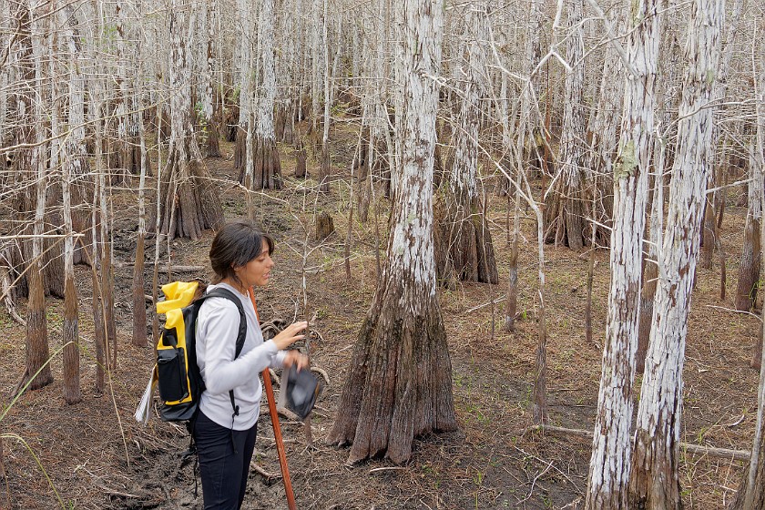 Cypress Dome Wet Walk. Walk. near Homestead. .