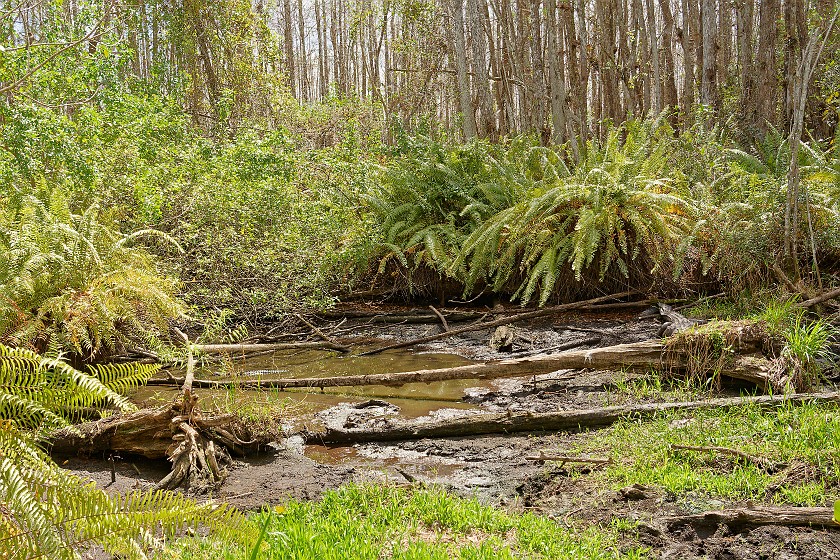 Cypress Dome Wet Walk. Pond with alligators. near Homestead. .
