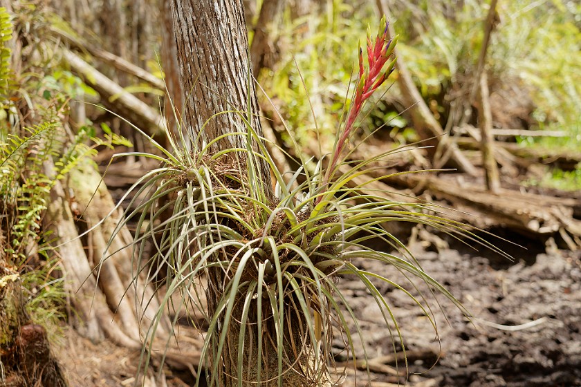 Cypress Dome Wet Walk. Plant. near Homestead. .