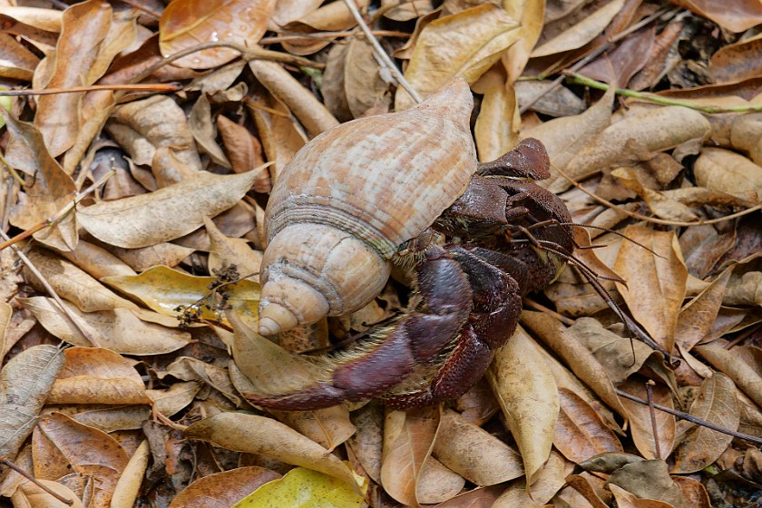 Biscayne National Park Snorkel and Paddle Tour. Hermit crab. near Homestead. .