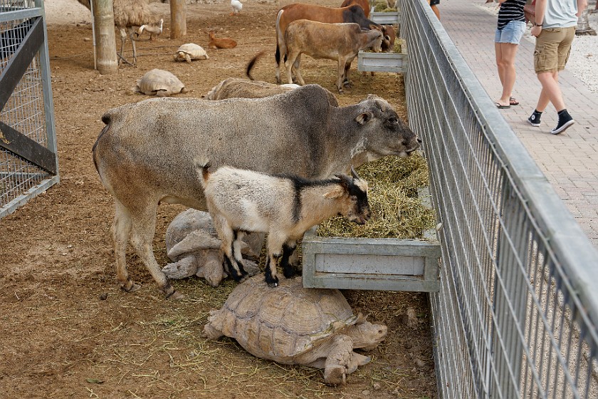Robert Is Here Fruit Stand & Zoo. Cattle, goat and turtle. Homestead. .