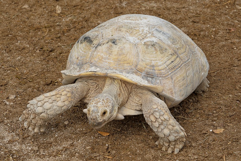 Robert Is Here Fruit Stand & Zoo. Turtle. Homestead. .