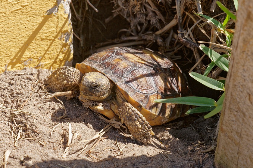 Kennedy Space Center. Turtle. Merritt Island. .