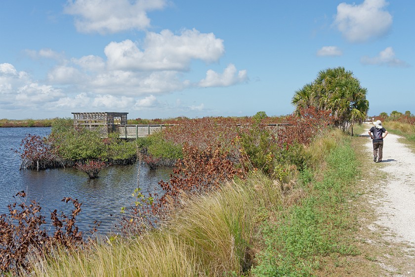 Black Point Wildlife Drive. Wild bird trail and observation platform. Merritt Island. .