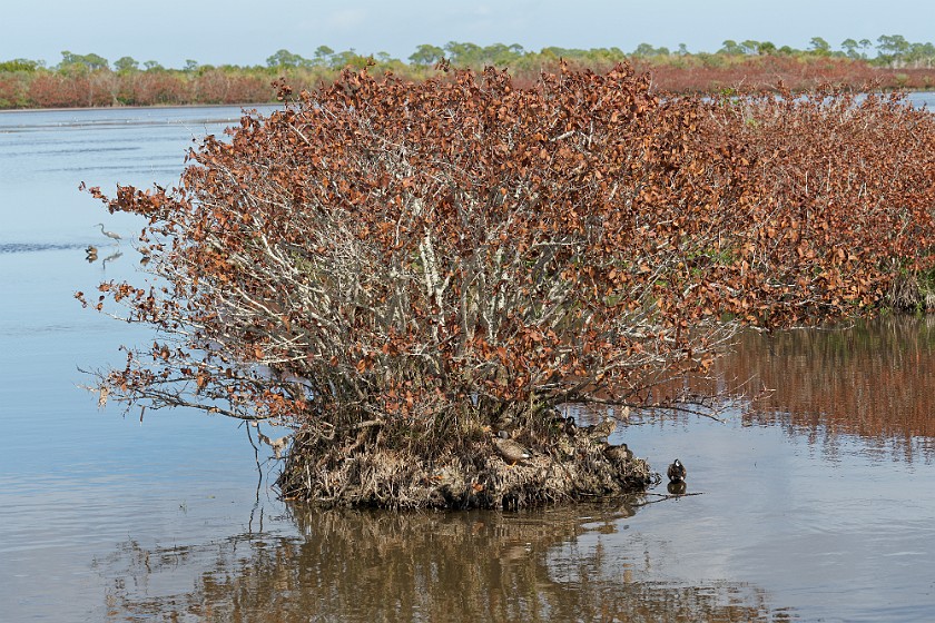 Black Point Wildlife Drive. Scrub with ducks. Merritt Island. .
